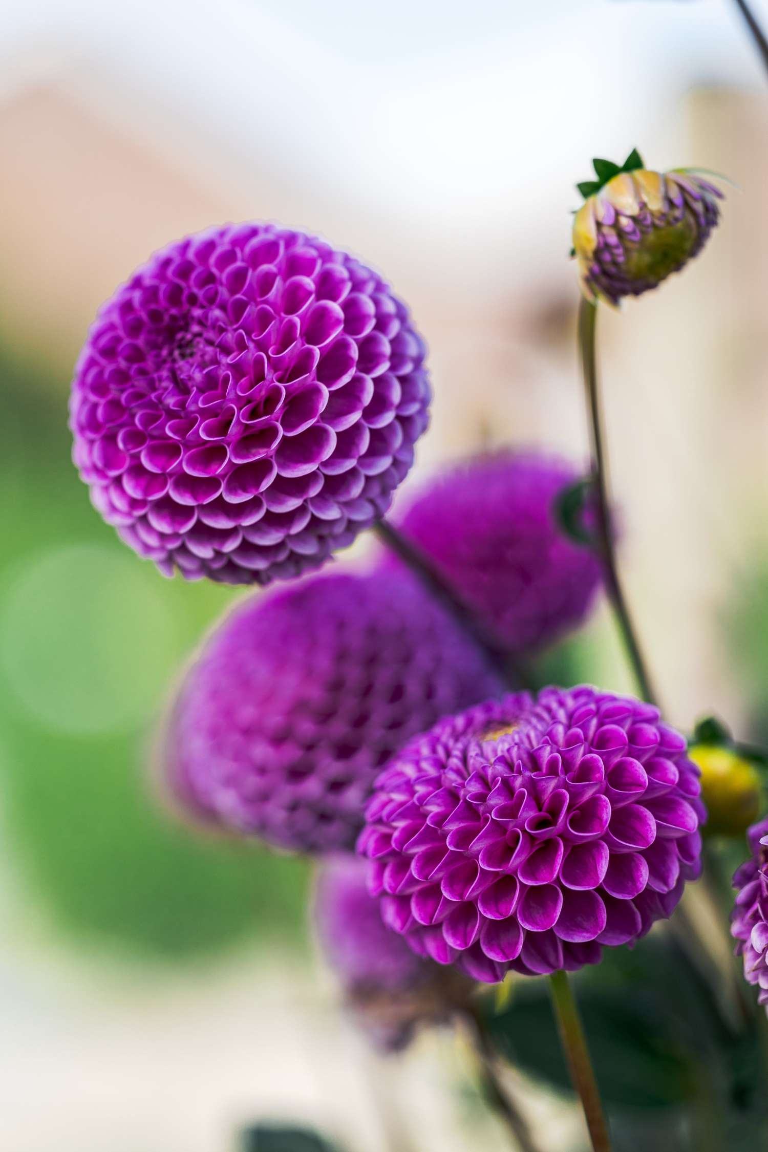 Daalia 'Franz Kafka'